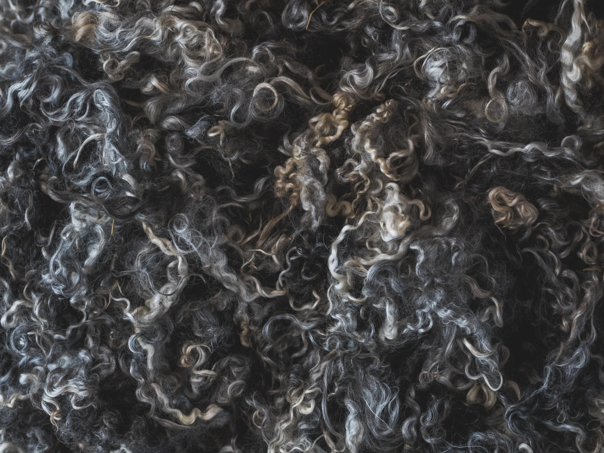 Gotlandslockar Råull